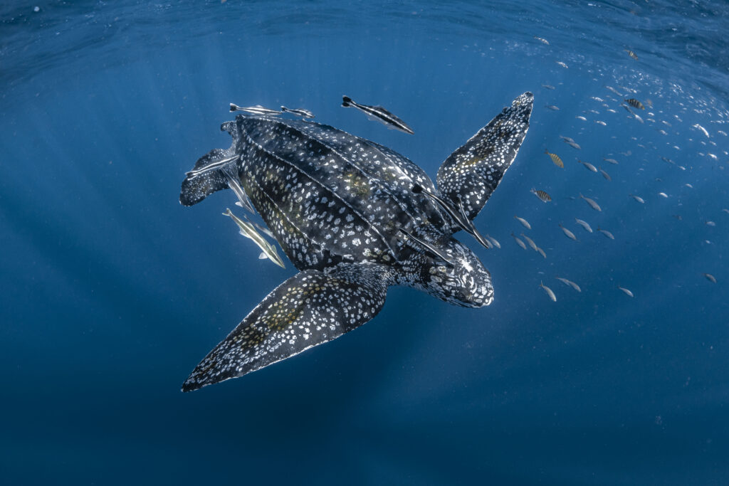 Leatherback turtle swimming with fish in ocean