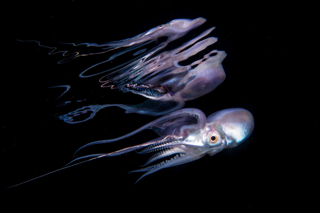 Blanket Octopus reflection in water