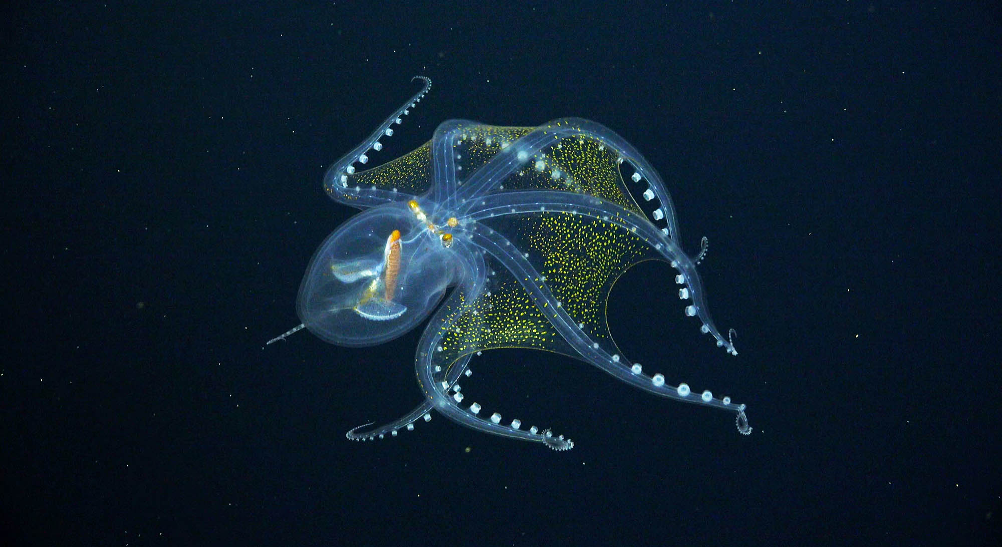 Glass octopus in water