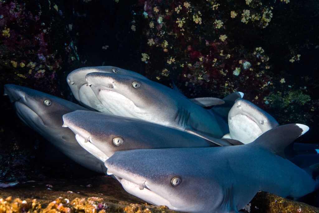 White Tip Reef Sharks in Roca Partida, Mexico