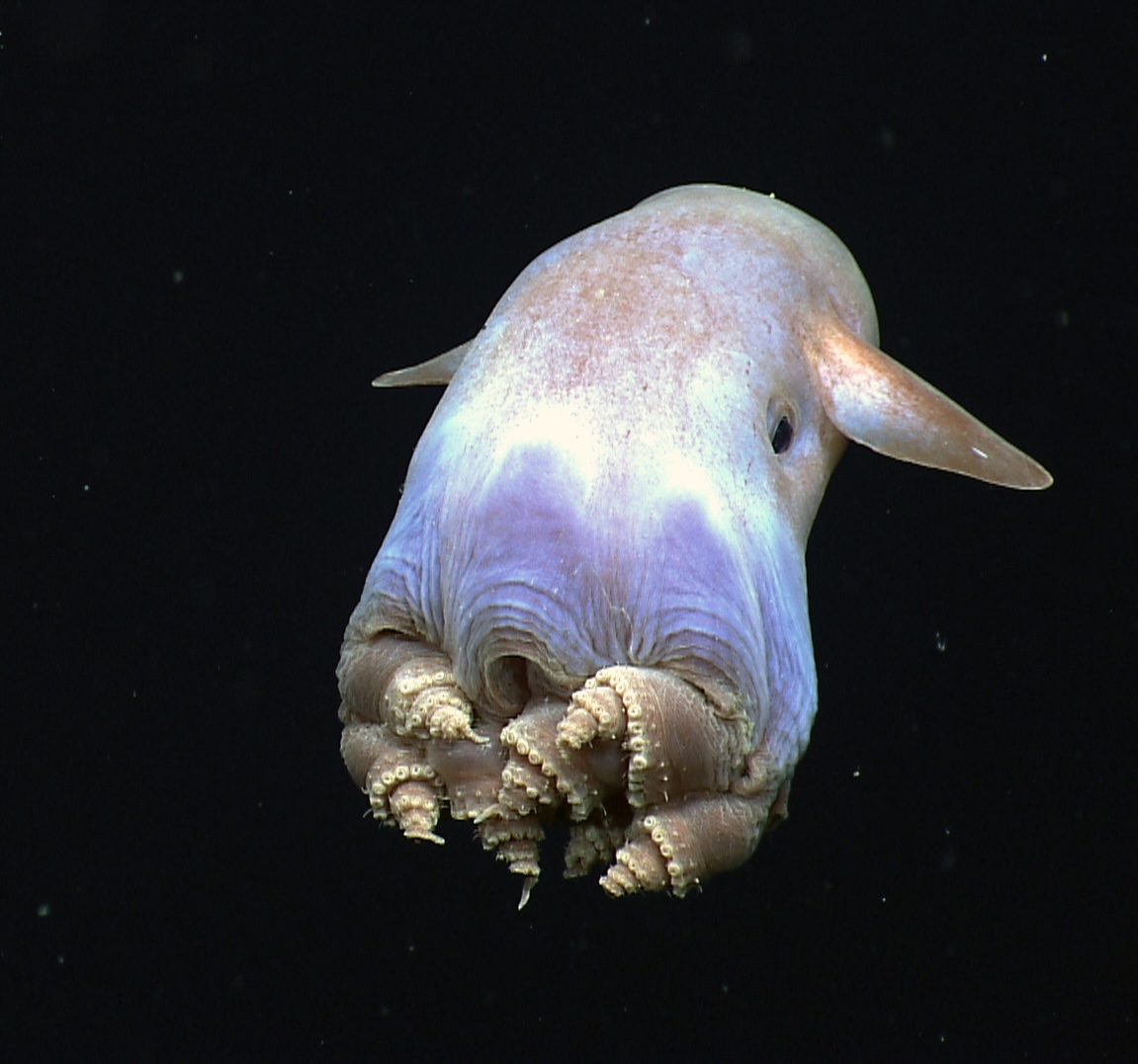 Dumbo octopus in water