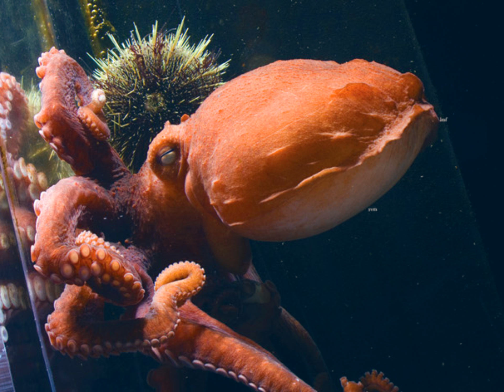 Frilled Giant Pacific Octopus in water