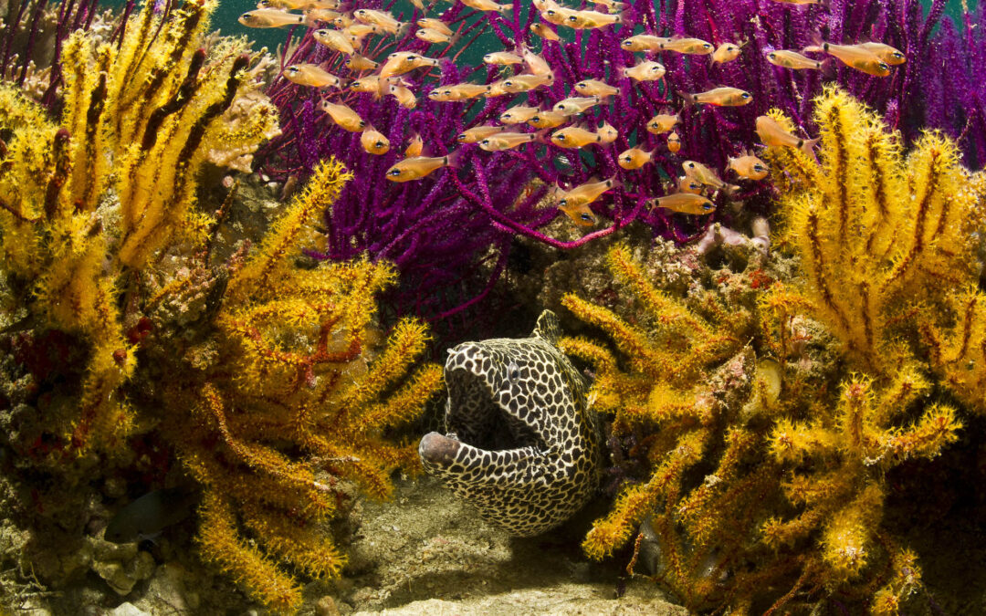 eel hiding in coral with fish swimming