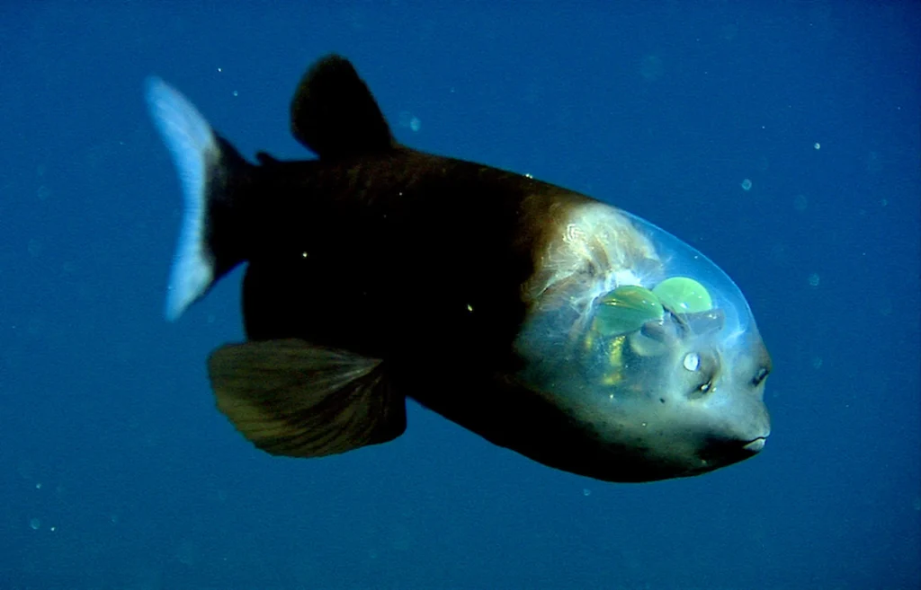 see-through barreleye fish
