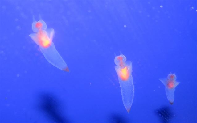 see through sea angel