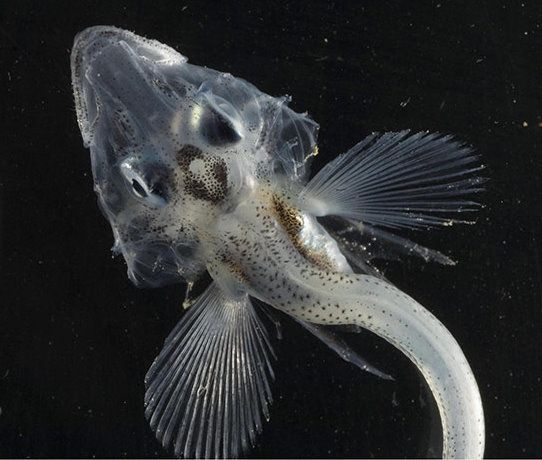 See through crocodile icefish