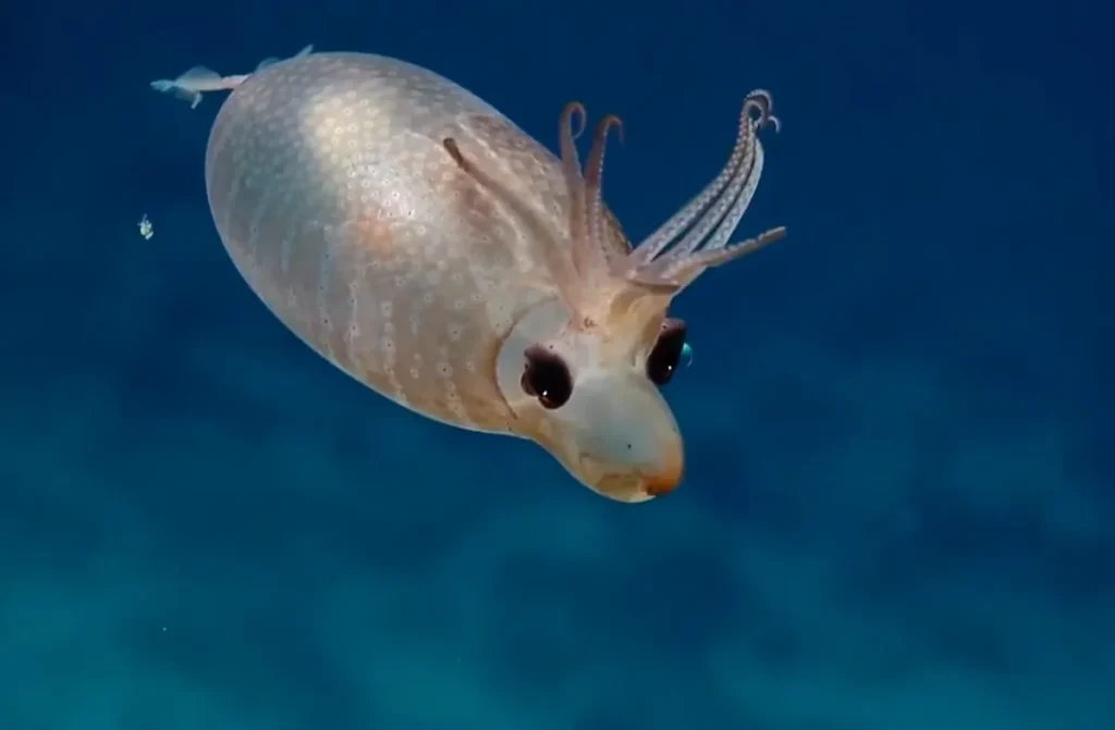 see-through PIGLET SQUID - CRANCHIIDAE