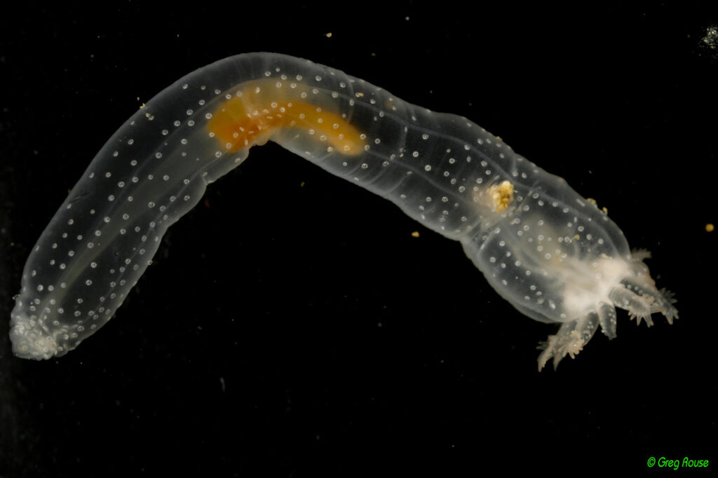 See-through CHIRODOTID SEA CUCUMBER